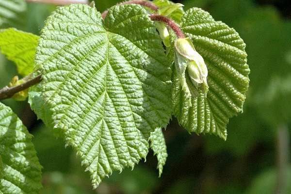 معرفی گیاهان - فندق